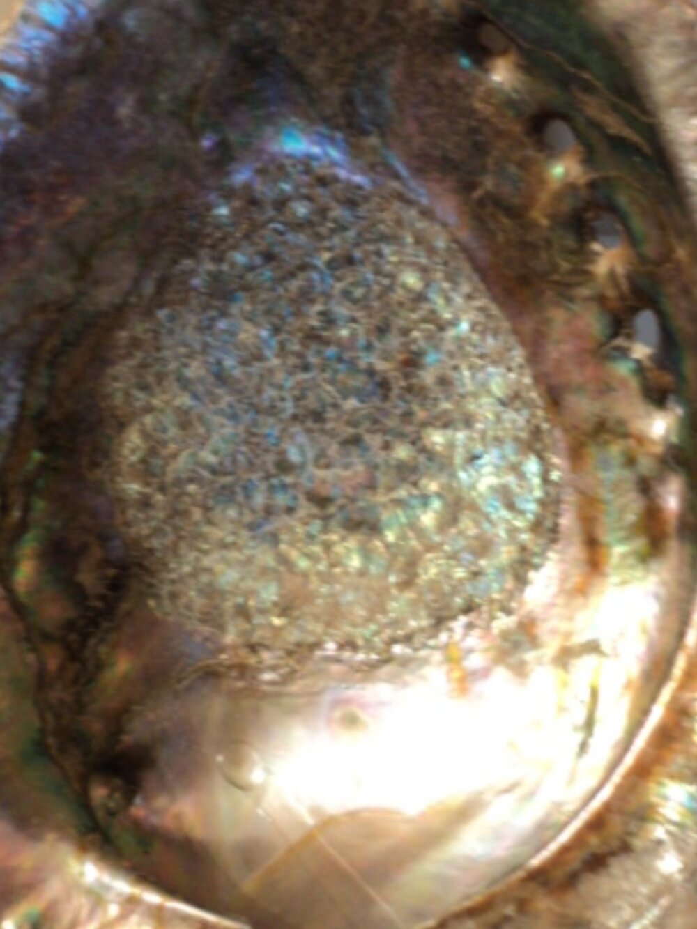 abalone shell - Picture 3 of 5